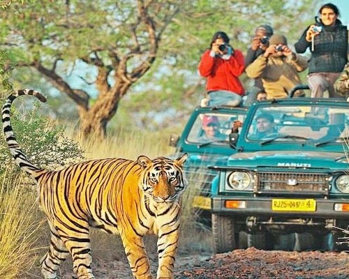 Ranthambore Safari Tour